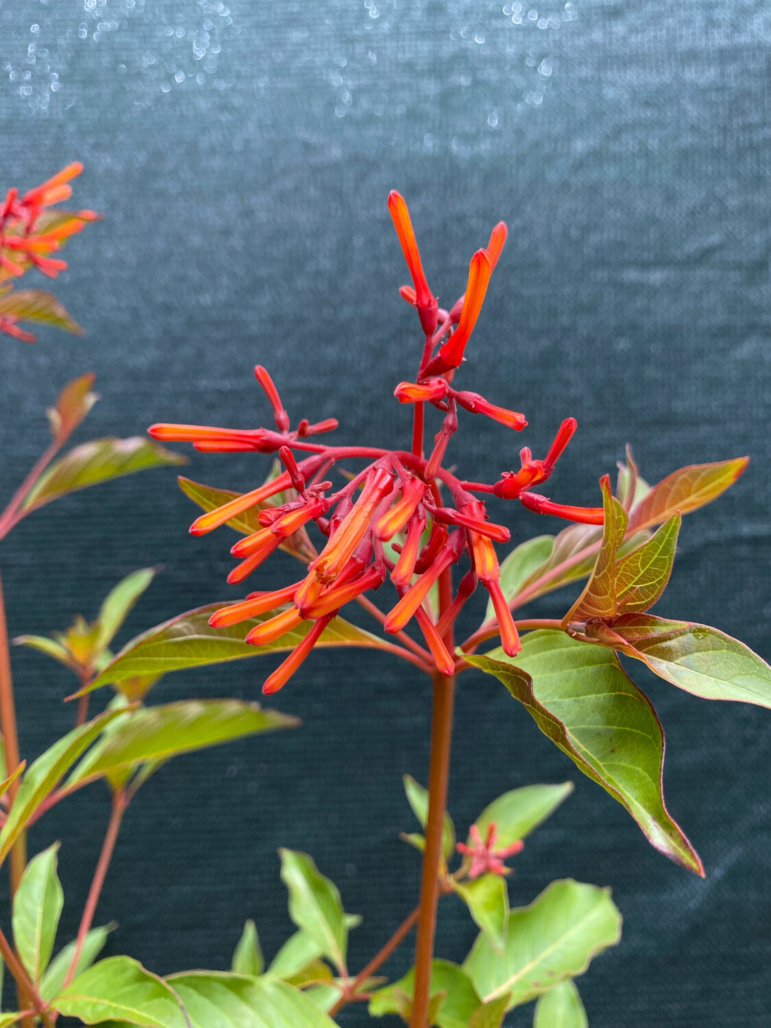 Firebush (Hamelia patens) 2G Firebush (Hamelia patens) 2G