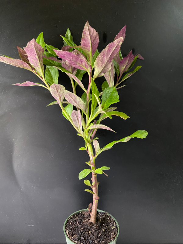 Spinach - Okinawan (Gynura bicolor) 1G