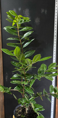 Jaboticaba Tree - Yellow (Myrciaria glazioviana) 2G