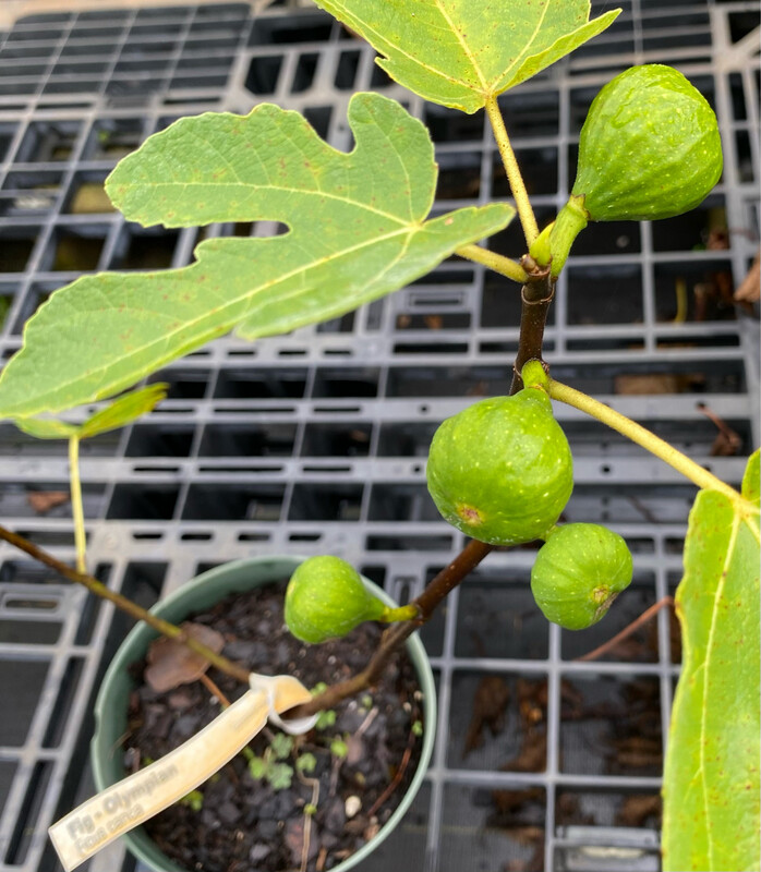 Fig - Olympian (Ficus carica) 3G