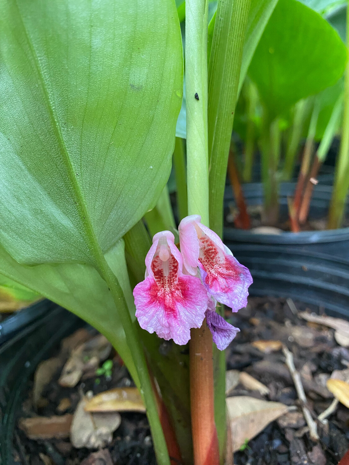 Ginger - Chinese Finger​ (Boesenbergia rotunda) 3G