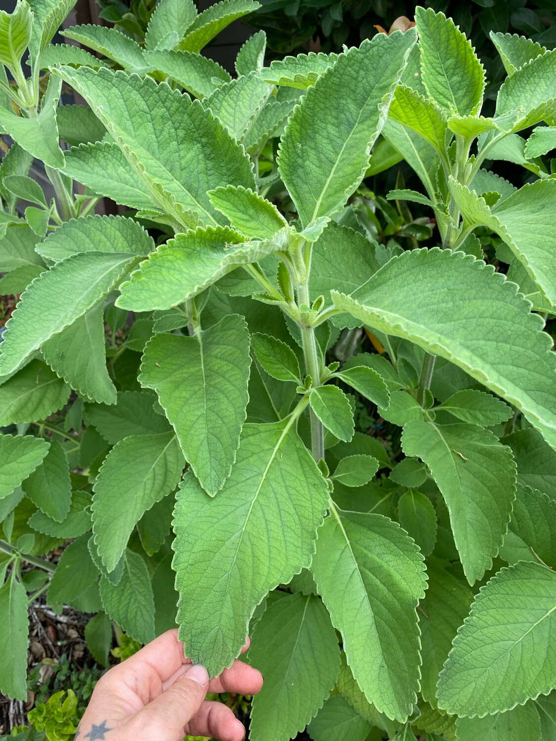 Blue Spur Flower/Toilet Paper Plant (Plectranthus barbatus) 4&quot;