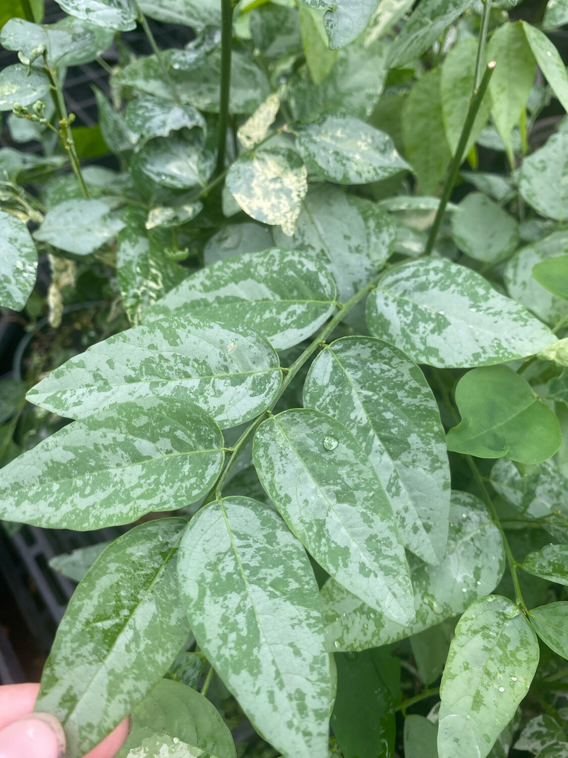 Katuk - Variegated (Sauropus androgynus) 4"