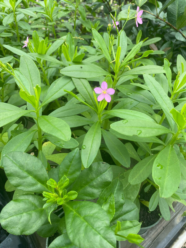 Spinach - Surinam (Talinum fruiticosum) 4&quot;