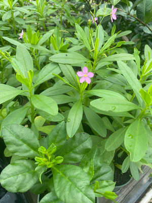 Spinach - Surinam (Talinum fruiticosum) 4"