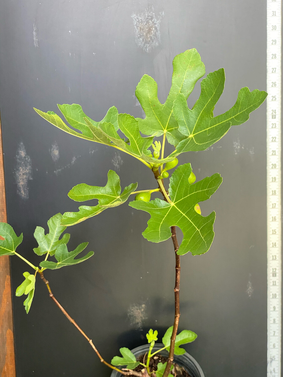 Fig - LSU Purple (Ficus carica) 1G Fig - LSU Purple (Ficus carica) 1G