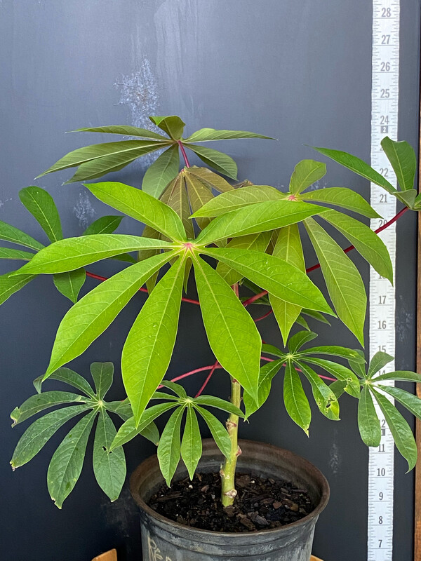 Cassava / Yuca - 'CMC40' (Manihot esculenta) 1G Cassava / Yuca - 'CMC40' (Manihot esculenta) 1G