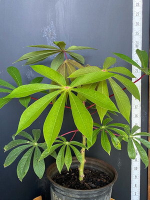 Cassava / Yuca Cutting - 'CMC40' (Manihot esculenta)