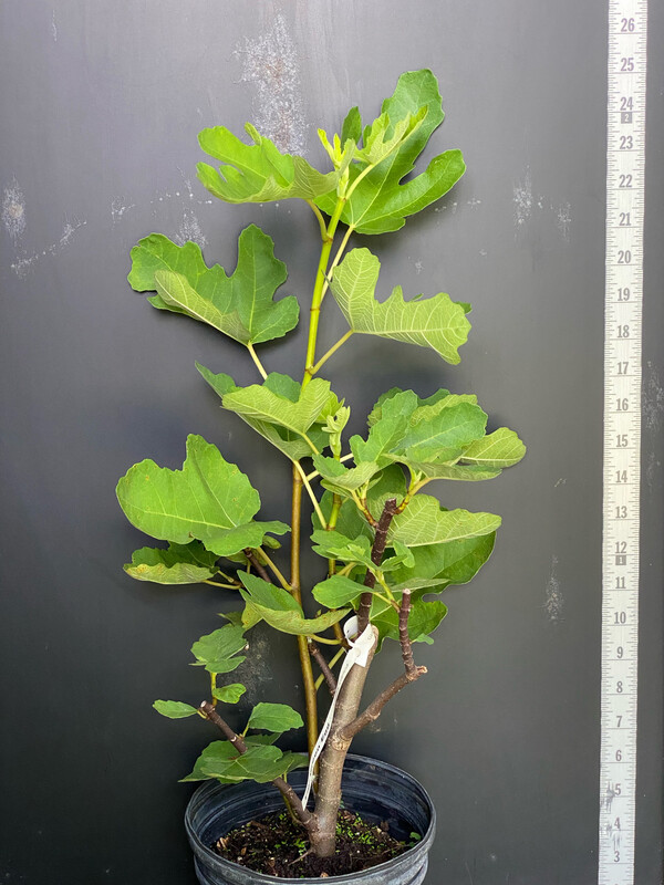 Fig - Green Egg (Ficus carica) 1G