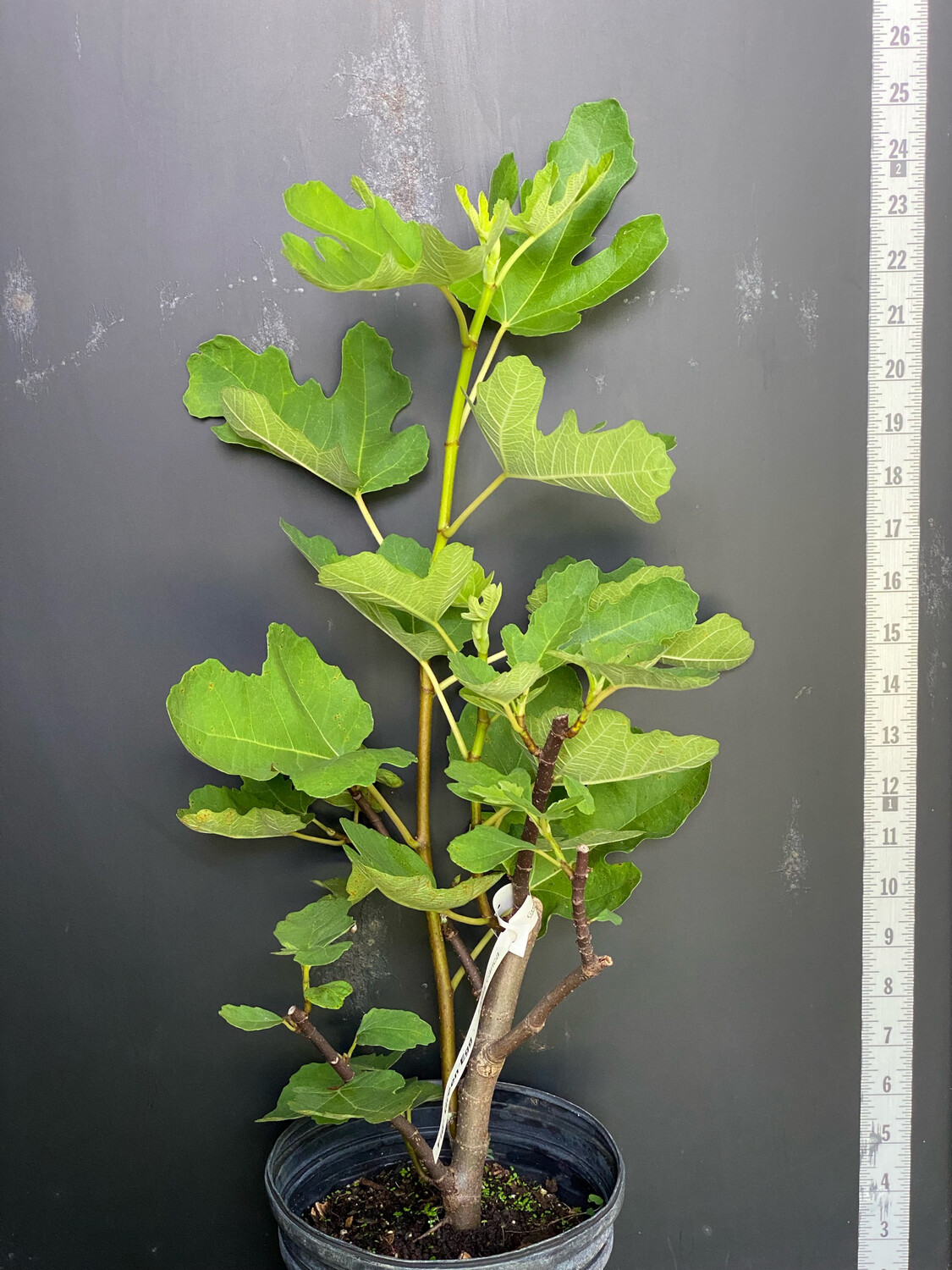 Fig - Green Egg (Ficus carica) 1G