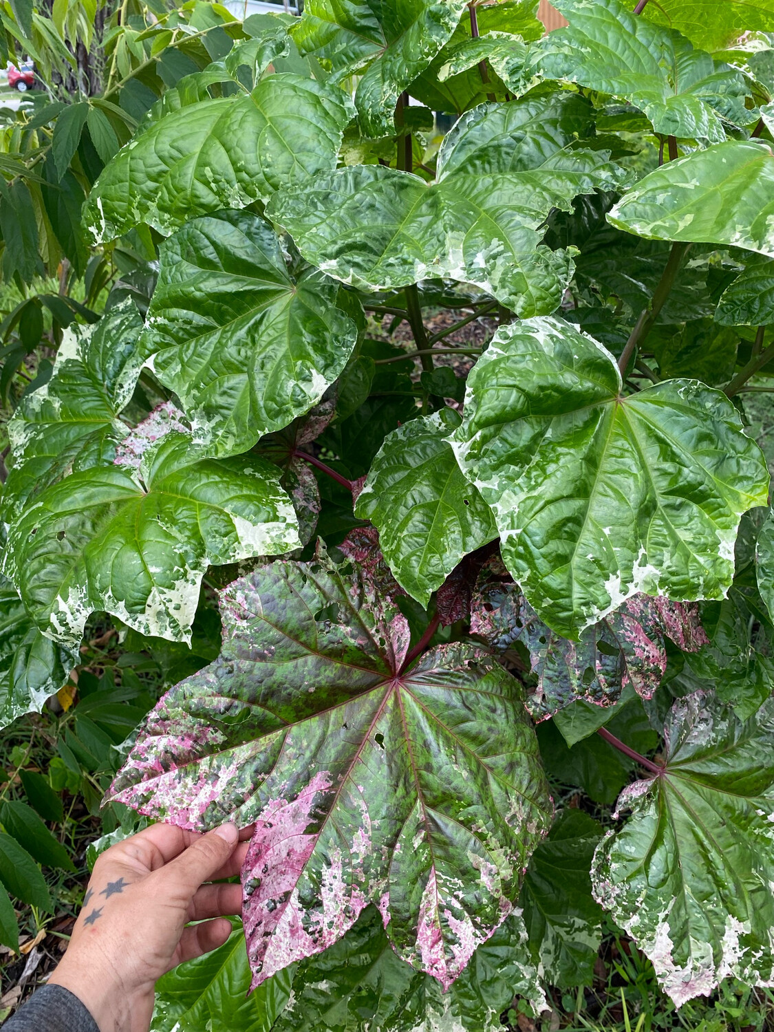 Hibiscus - Auntie Lilli's (Abelmoschus manihot) Edible Leaf 4"