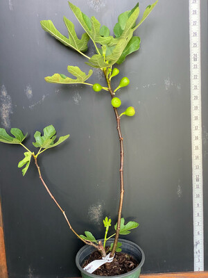 Fig - LSU Purple (Ficus carica) 1G