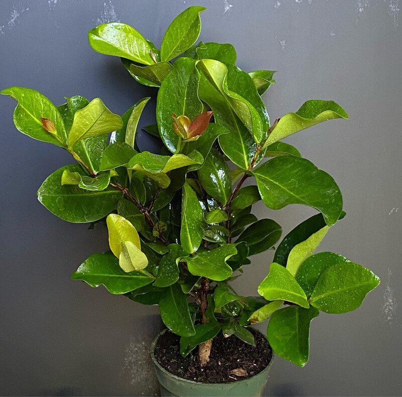 Cherry - Grumichama, Dwarf (Eugenia itaguahiensis) 4"