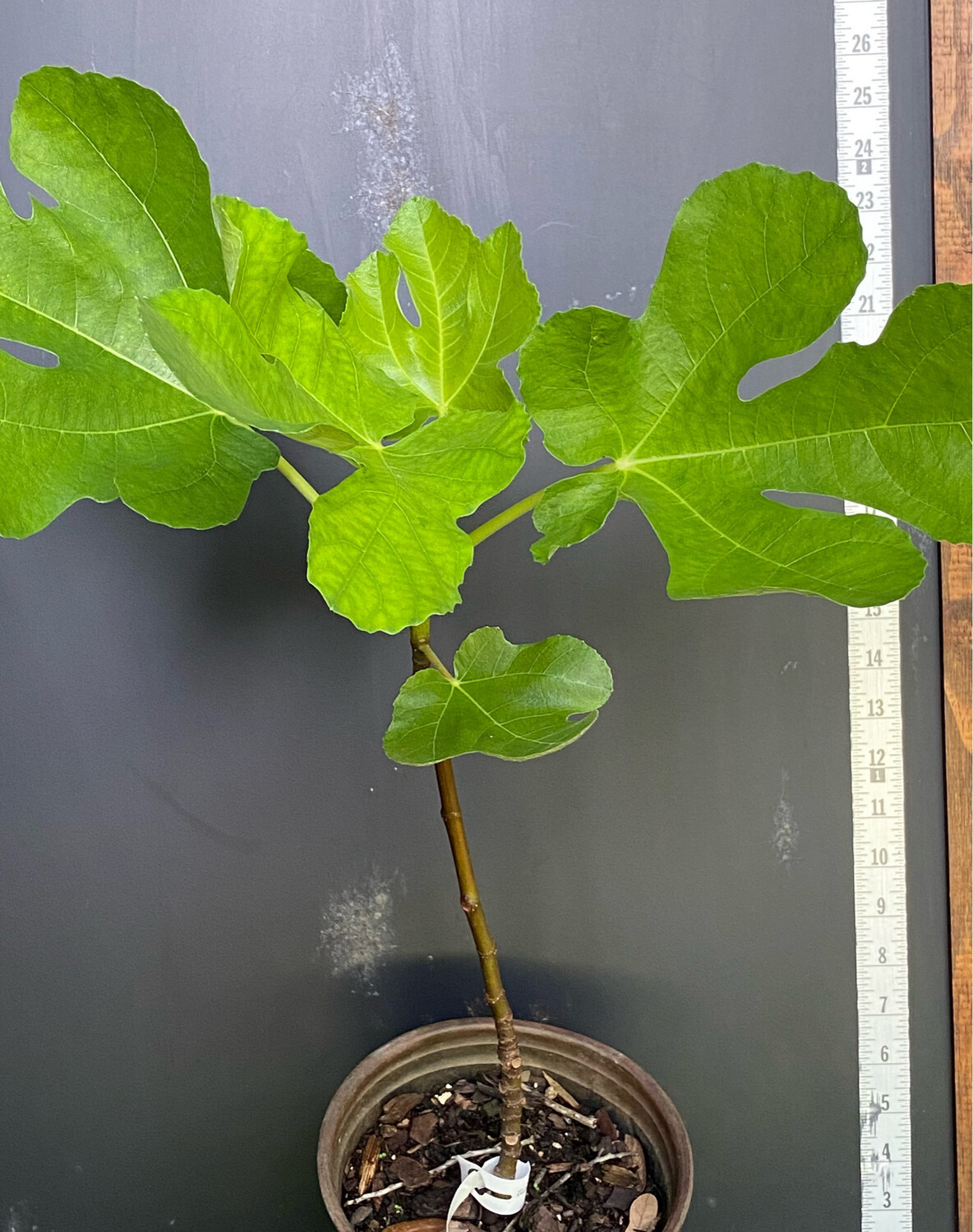 Fig - Deanna (Ficus carica) 3G