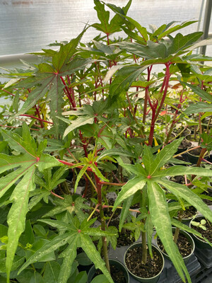 Hibiscus - Chief Kubo&#39;s Pride (Abelmoschus manihot) Salad Tree 4&quot;