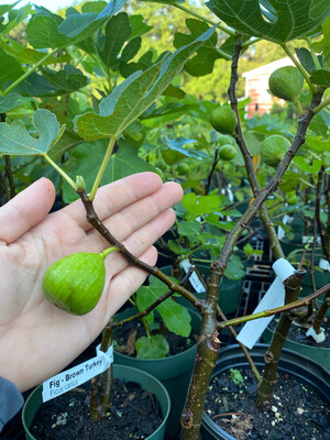 Fig - Brown Turkey (Ficus carica) 1G