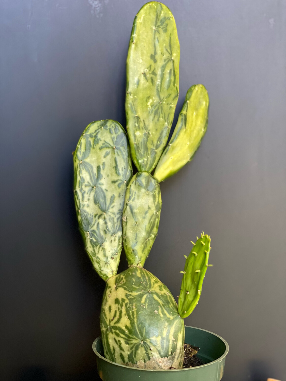 Cactus: Prickly Pear - Variegated (Opuntia or Nopales) 4" Cactus: Prickly Pear - Variegated (Opuntia or Nopales) 4"