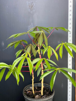Cassava / Yuca - 'Cuban' (Manihot esculenta) 1G