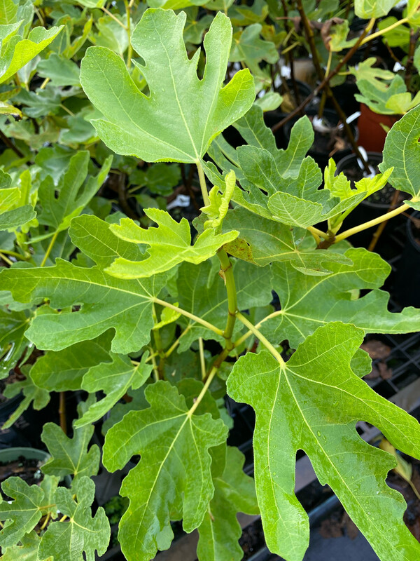 Fig - Green Egg (Ficus carica) 1G Fig - Green Egg (Ficus carica) 1G