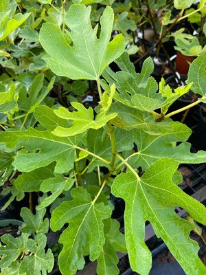 Fig - Green Egg (Ficus carica) 1G