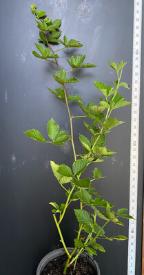 Blackberry - Natchez, Thornless (Rubus fruticosus &#39;Natchez&#39;) 1G