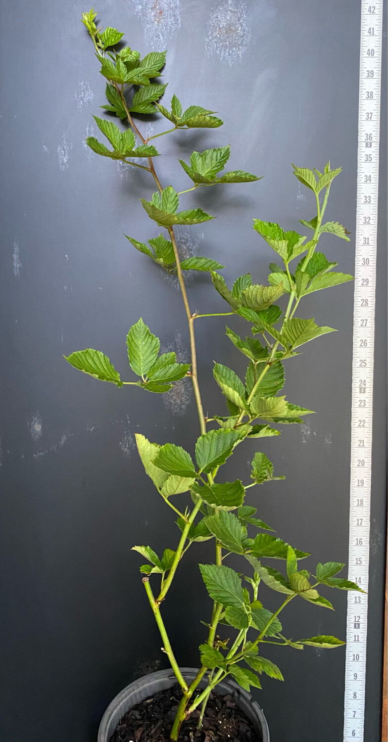 Blackberry - Natchez, Thornless (Rubus fruticosus 'Natchez') 1G