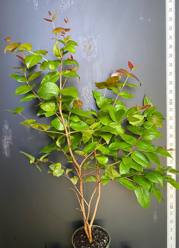 Cherry - Surinam, Red (Eugenia uniflora) 4"