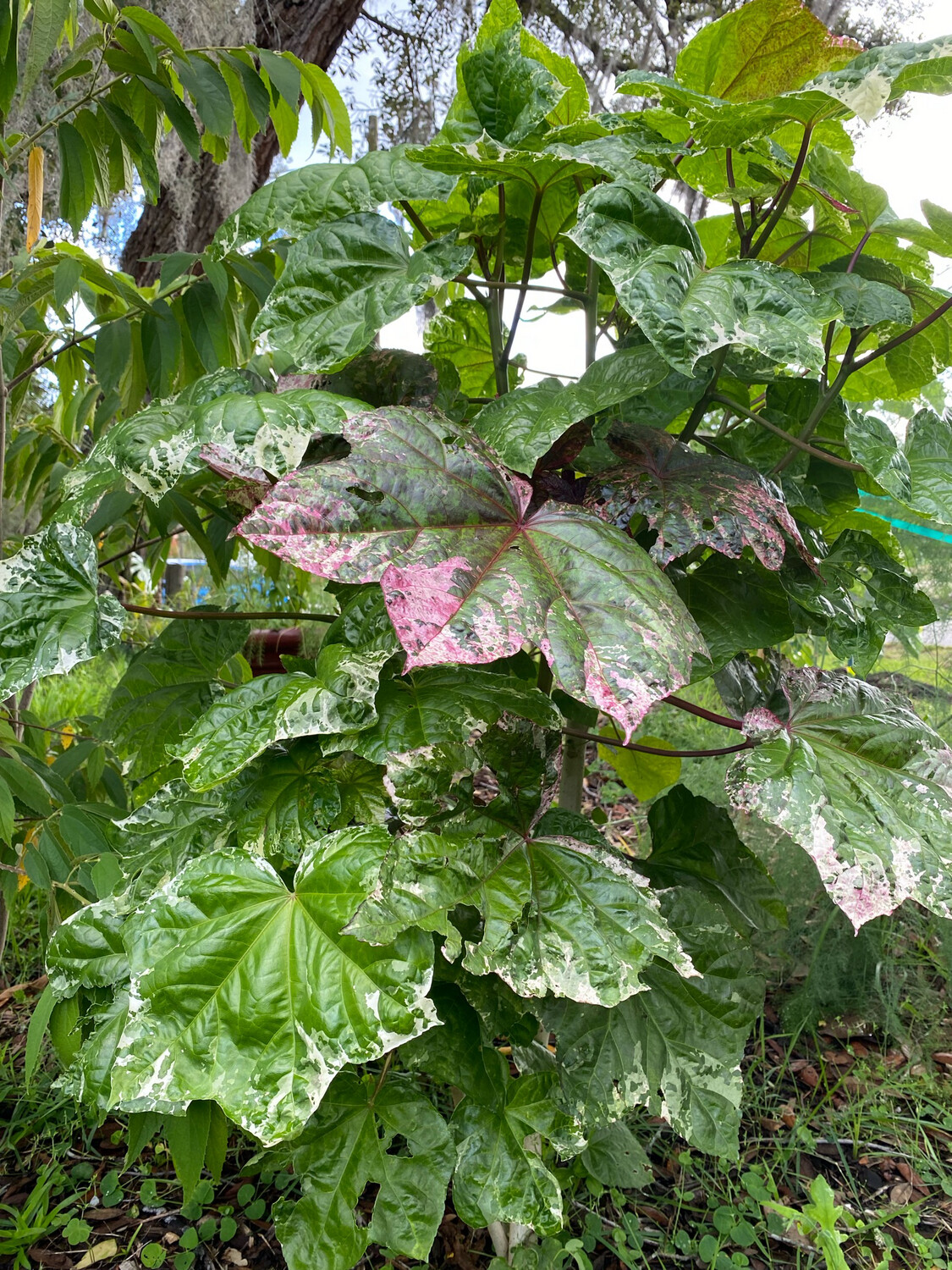 Hibiscus - Auntie Lilli&#39;s (Abelmoschus manihot) Edible Leaf 4&quot;