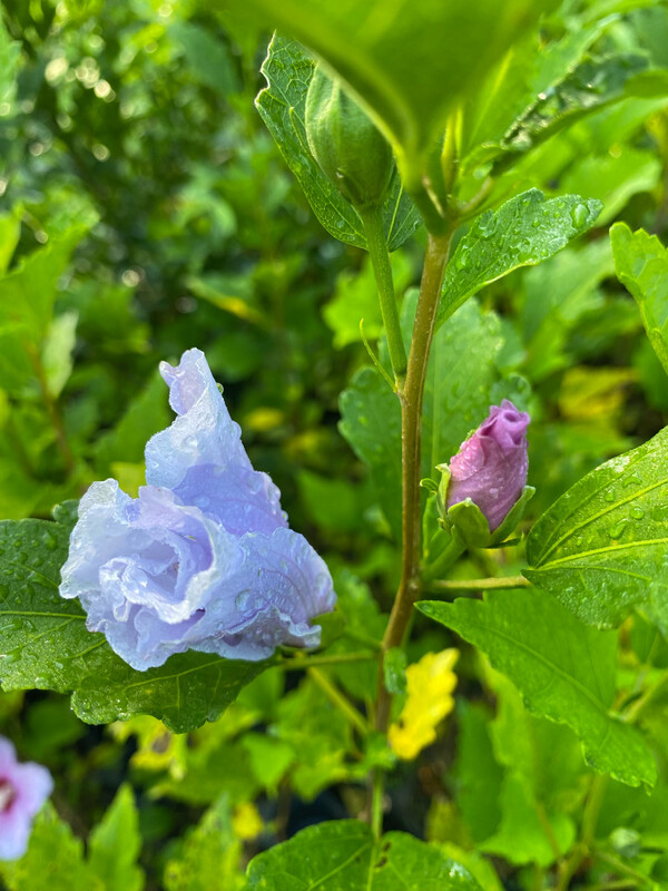 Hibiscus - Rose of Sharon (Hibiscus syriacus) 4&quot;