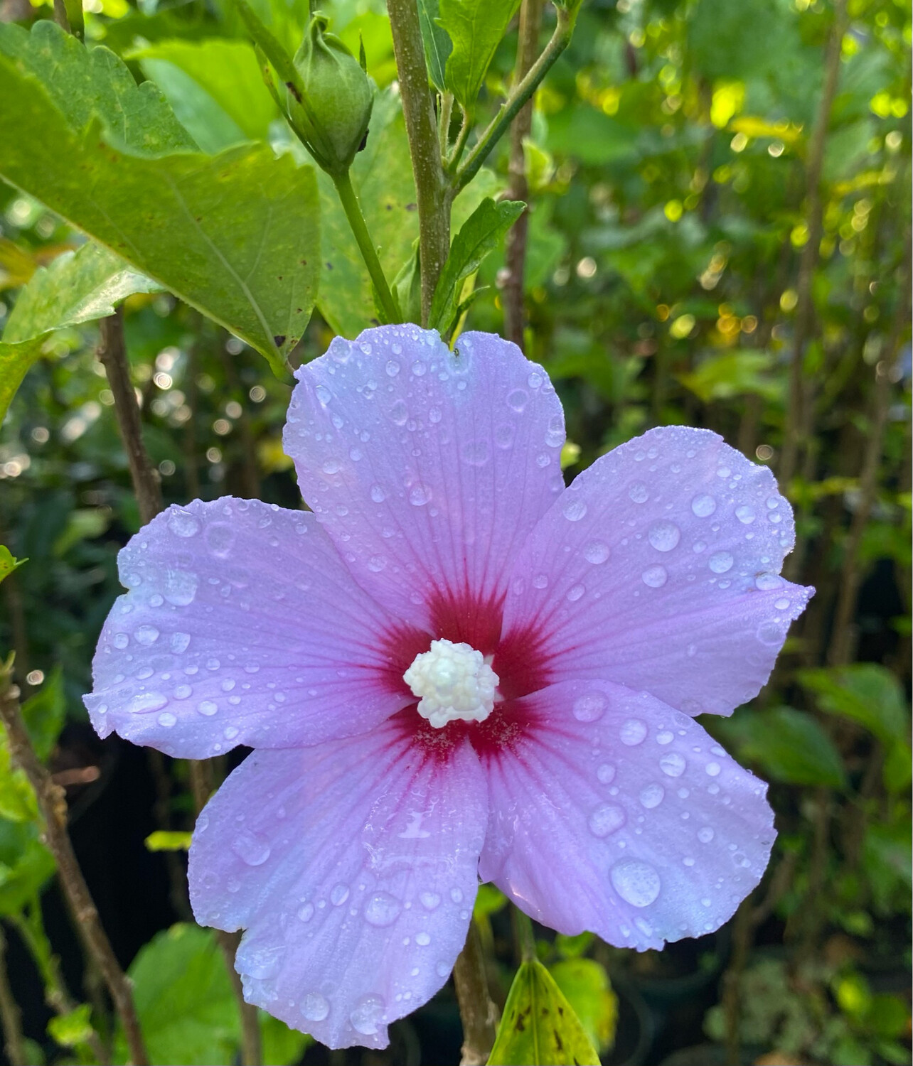Hibiscus - Rose of Sharon (Hibiscus syriacus) 4&quot;