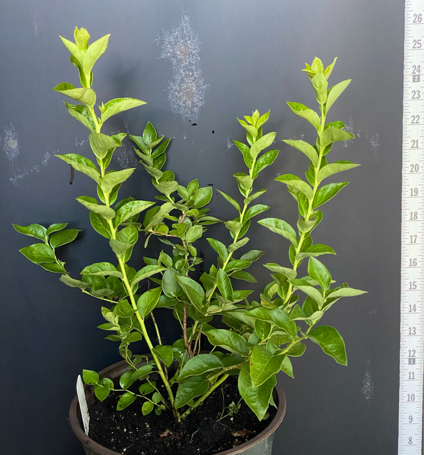 Blueberry 'Emerald' Delicious Berries for Your Garden!