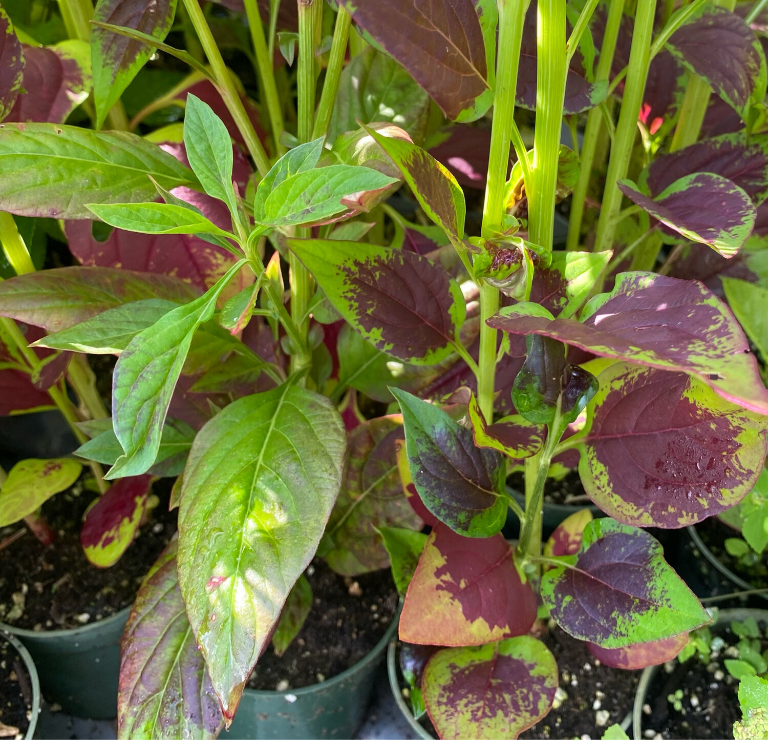 Spinach - Lagos (Celosia argentea) 4" Spinach - Lagos (Celosia argentea) 4"