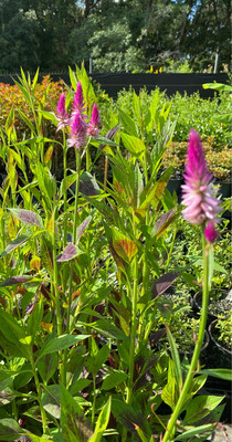 Spinach - Lagos (Celosia argentea) 4"