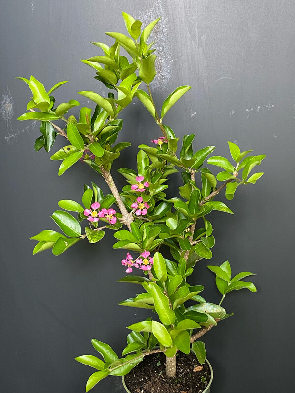 Barbados Cherry (Malpighia emarginata) 4”