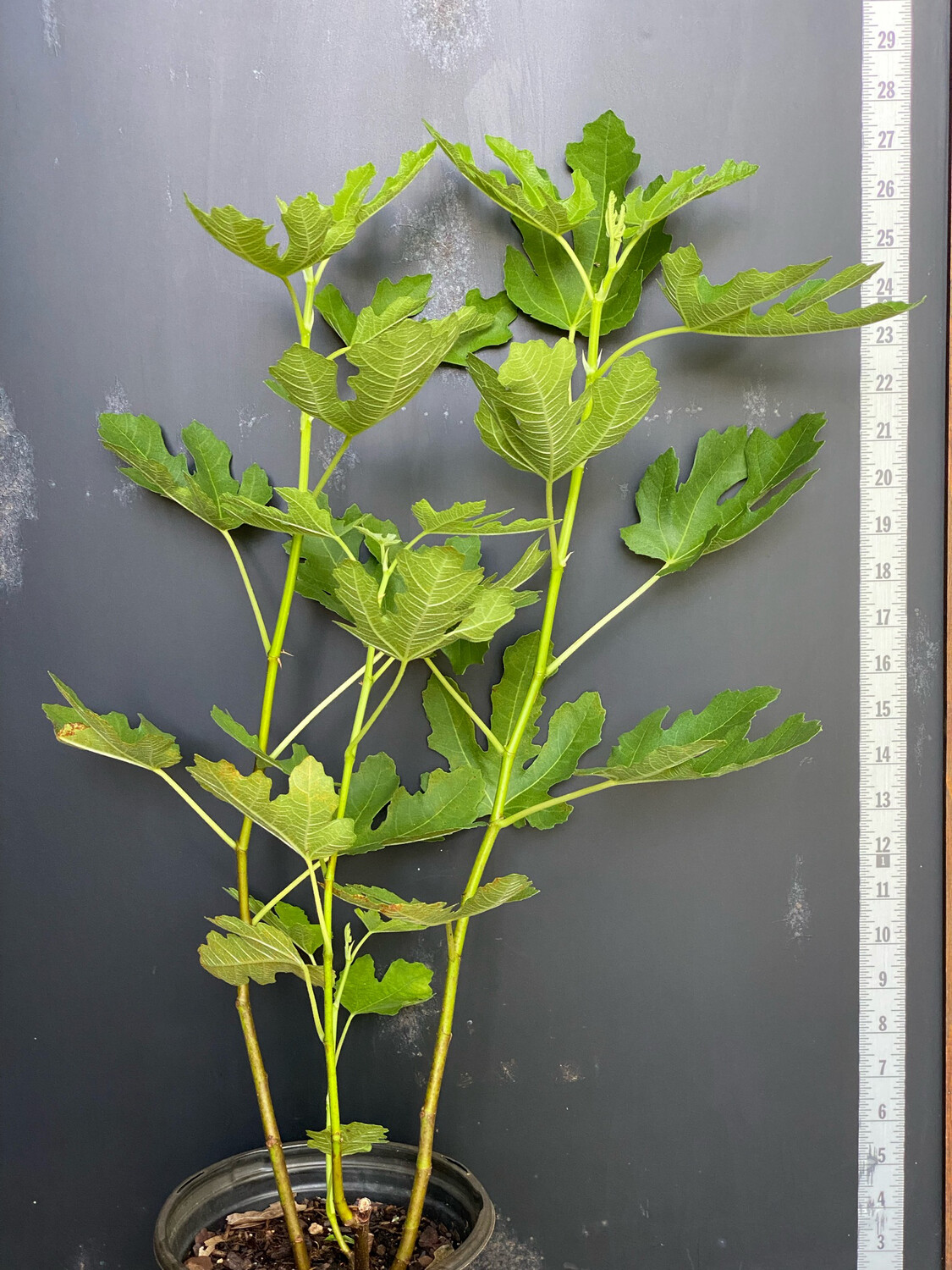 Fig - White Marseilles (Ficus sp.) 1G