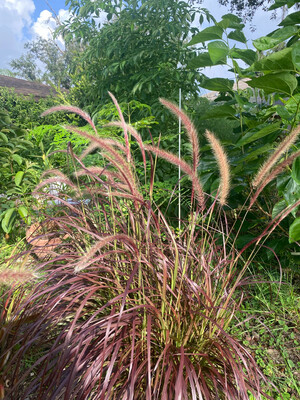 Grass -  Purple Fountain (Pennisetum setaceum rubrum) 1G