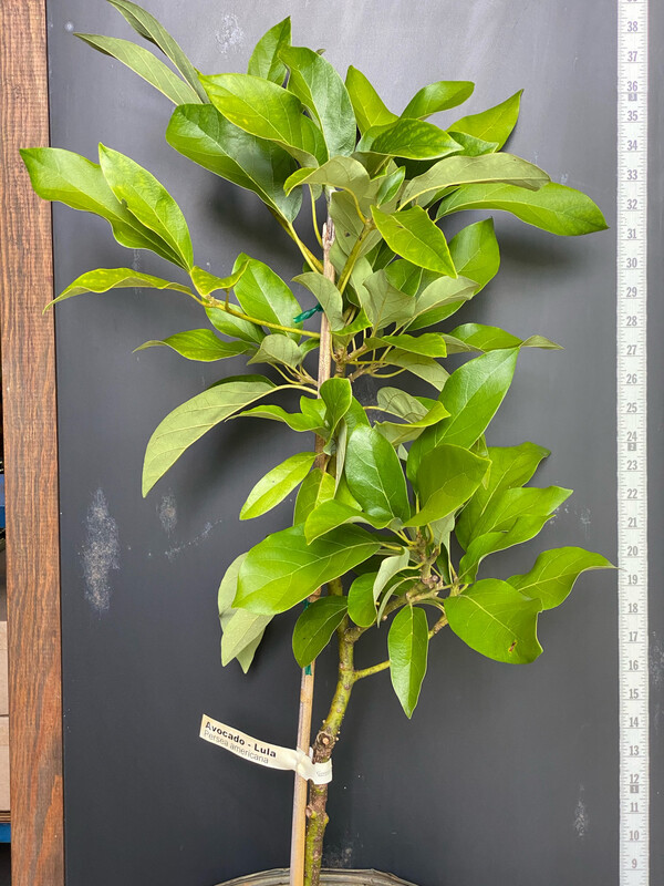 Avocado - 'Lula', Persea americana - 3G