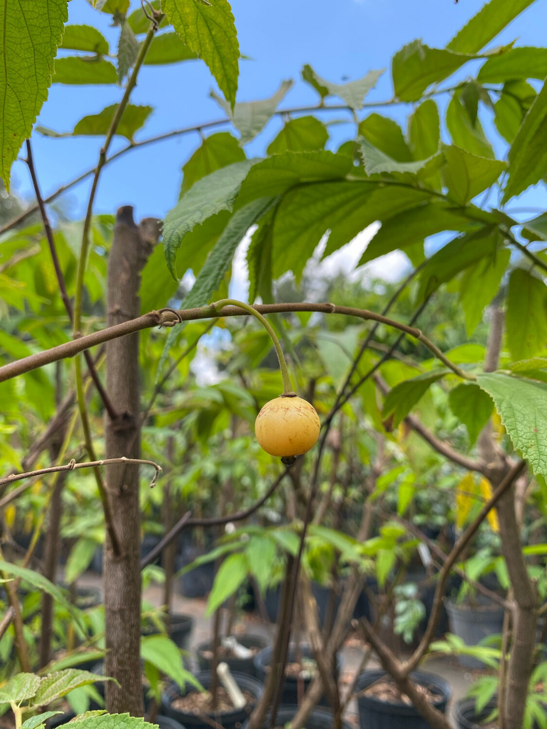 Strawberry Tree - Yellow (Muntingia calabura) 4&quot;