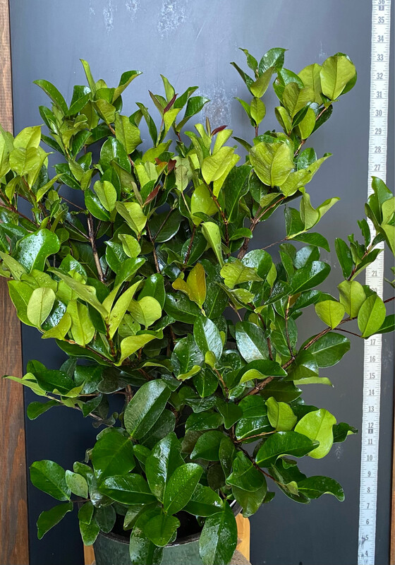 Cherry - Grumichama, Dwarf (Eugenia itaguahiensis) 2G