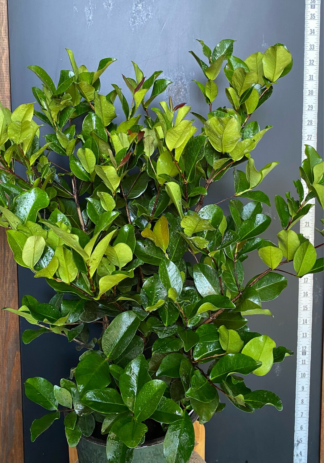 Cherry - Grumichama, Dwarf (Eugenia itaguahiensis) 2G