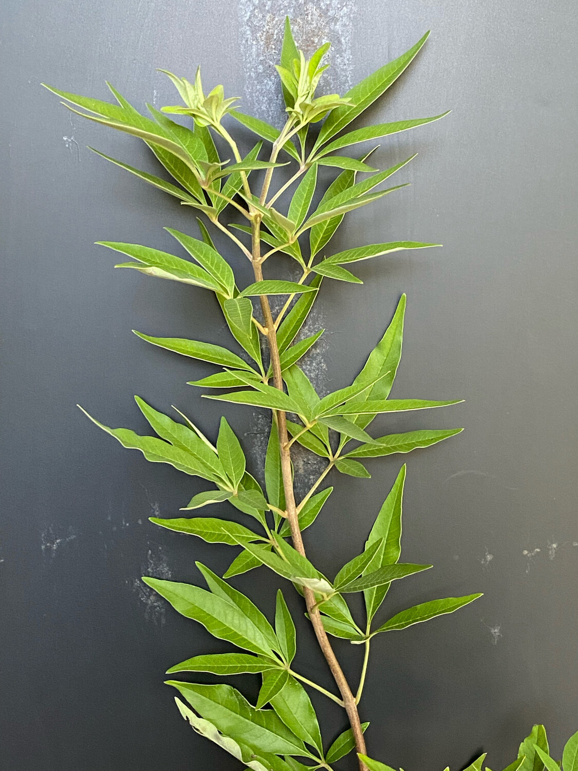 Vitex - Chaste Tree, Dwarf (Vitex agnus-castus) 4" Vitex - Chaste Tree, Dwarf (Vitex agnus-castus) 4"