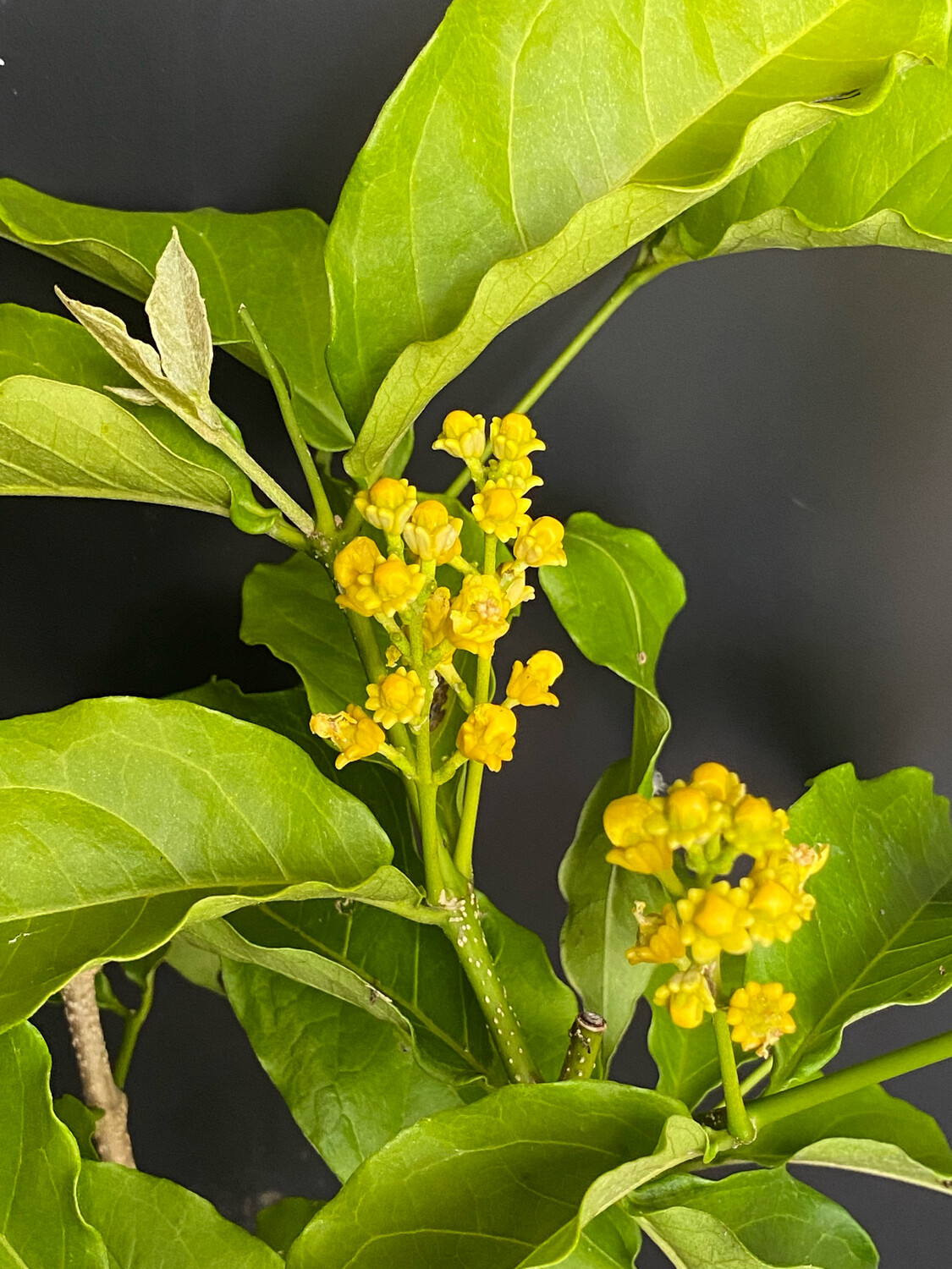 Peanut Butter Fruit (Bunchosia argentea) 1G