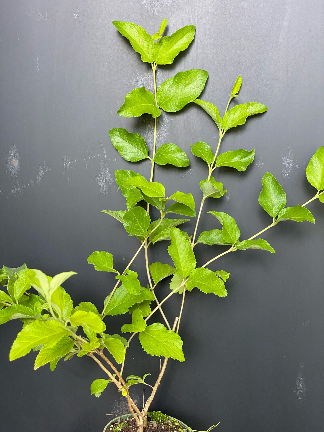 Sweet Almond - Dwarf (Aloysia virgata) 4"