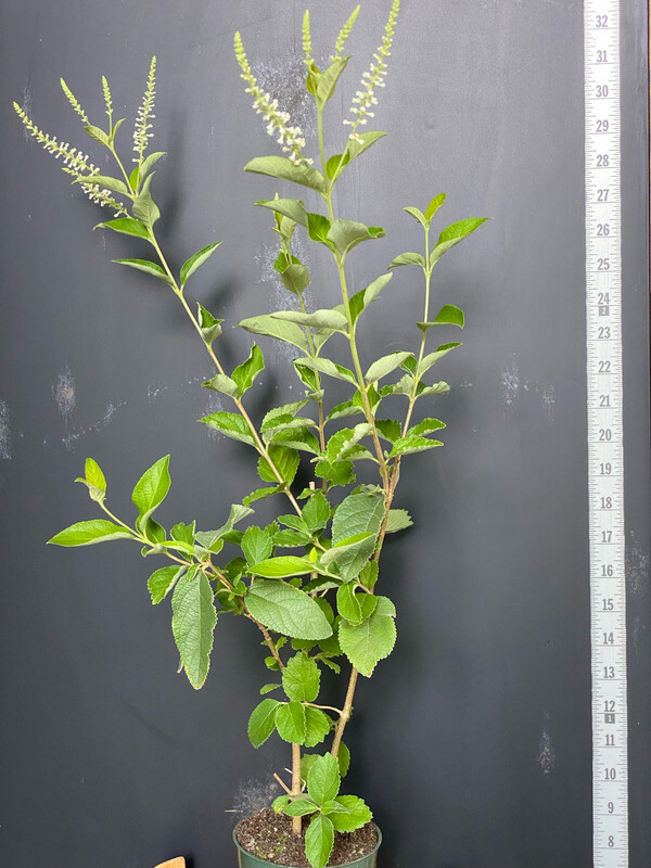 Sweet Almond - Standard (Aloysia virgata) 4" Sweet Almond - Standard (Aloysia virgata) 4"