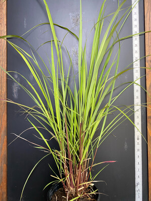 Lemongrass (Cymbopogon citratus) 1G