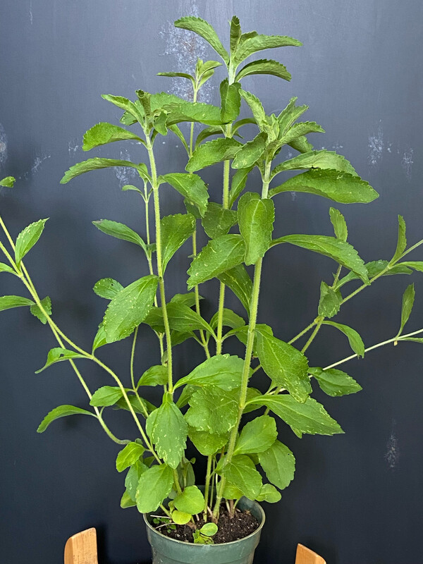 Stevia (Stevia rebaudiana) 4&quot;
