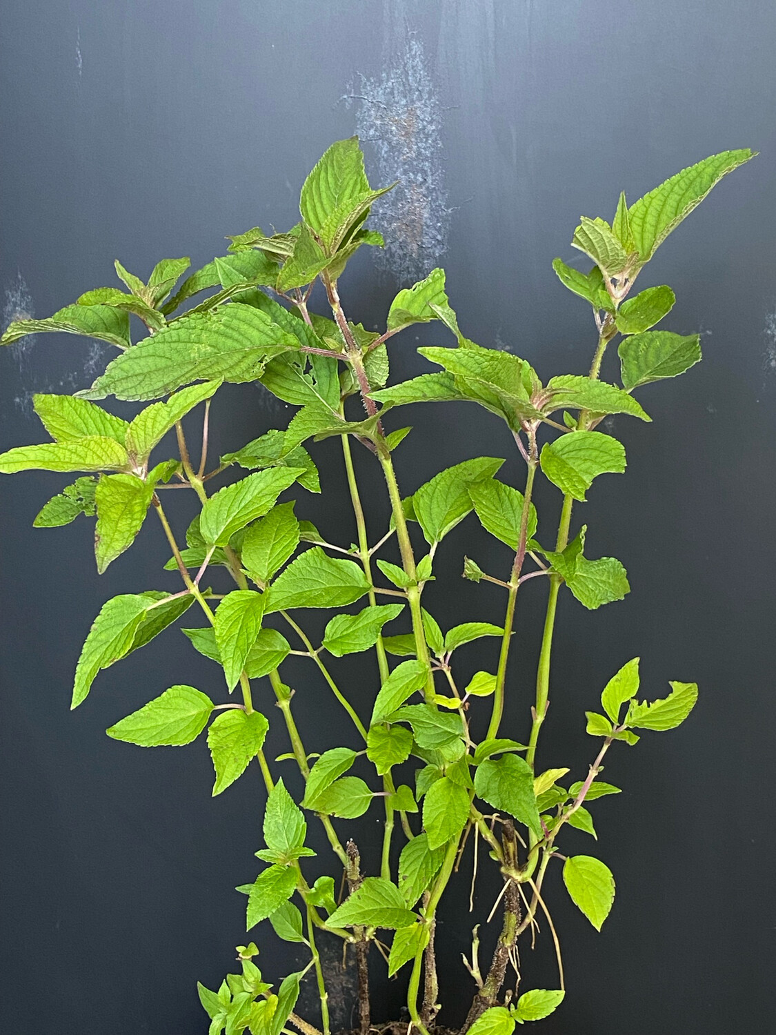 Salvia - Pineapple/Tropical Sage, Red (Salvia elegans) 4"