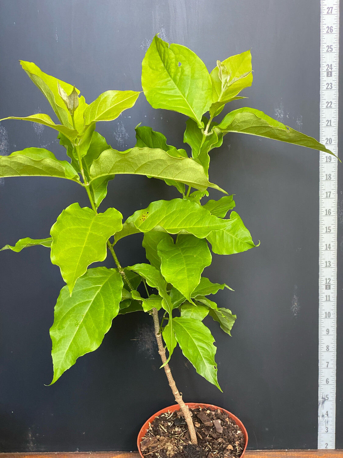 Peanut Butter Fruit (Bunchosia argentea) 1G