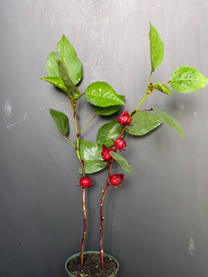 Hibiscus - Roselle (Hibiscus sabdariffa) Edible Leaf 4"