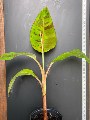 Banana - Super Red (Musa acuminata) 2G